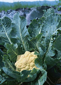 从田间到餐桌 新鲜蔬菜与水果的绿色之旅