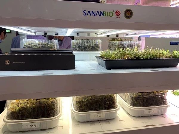 颠覆农业刻板印象 中国植物工厂“点亮”资本前路与新鲜蔬菜零售